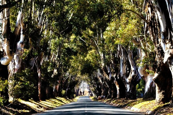 Hermoso paisaje de la selva por la tarde