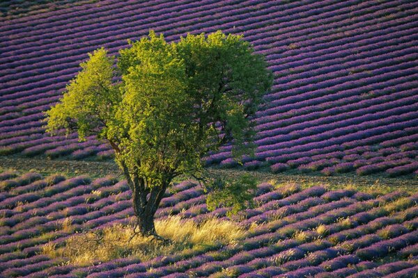 Grüner Baum auf einem Lavendelfeld