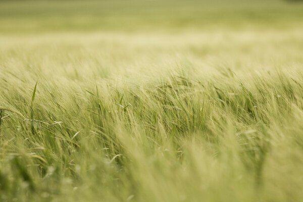 Grano spighe Macro colpo di lavoro rurale