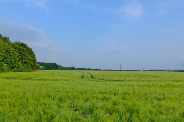 Blue sky and green field