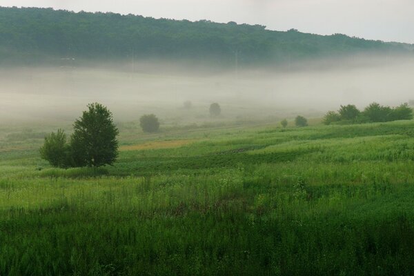 Paisaje de la naturaleza en la niebla de la mañana