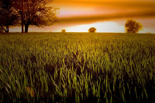 Amanecer en un campo de hierbas verdes