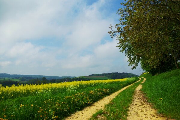 Waldstraße vor dem Hintergrund des blauen Himmels und der grünen Natur