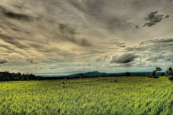 Misty sky over a green field