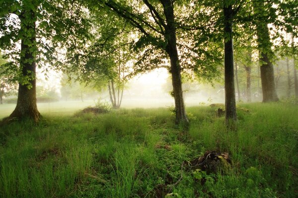 Fields and trees, sunny morning