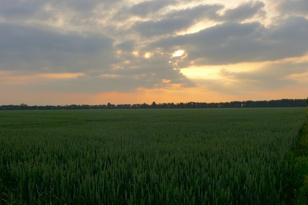 A field of planted wheat blue sky horizon