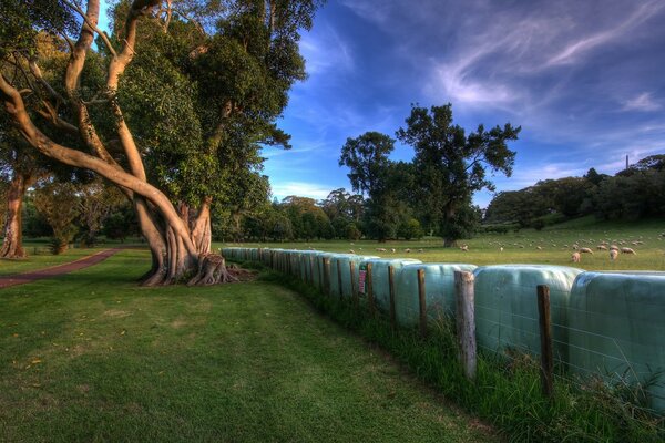 Árbol en la cerca en el campo