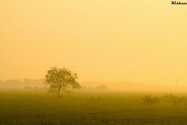 Paisaje niebla hermosa naturaleza árbol