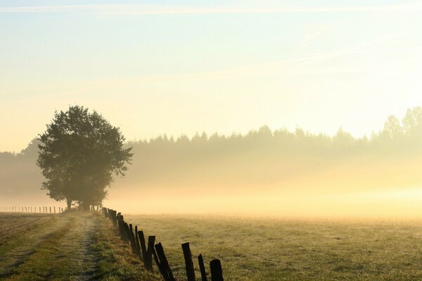 Morgennebel im Feld bei Sonnenaufgang