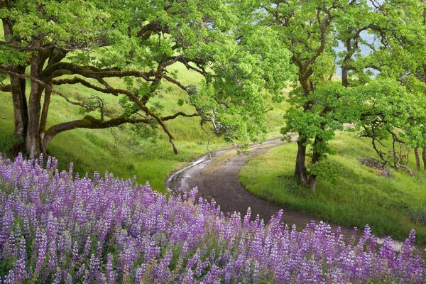 A crooked path through a green forest