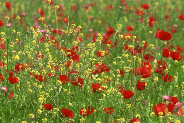 Fleurs jaunes et rouges dans la clairière