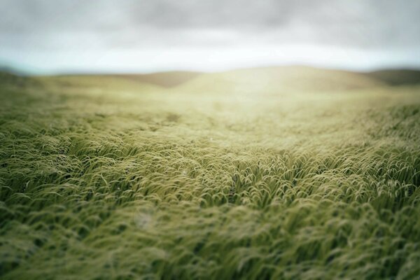 Morning green grass in the field