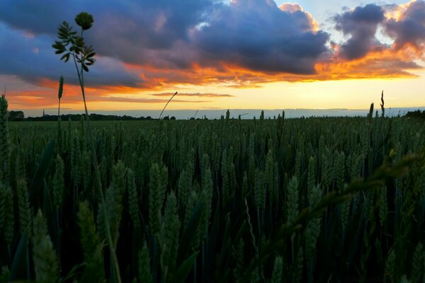 Schönes Foto auf dem Hintergrund des Feldes