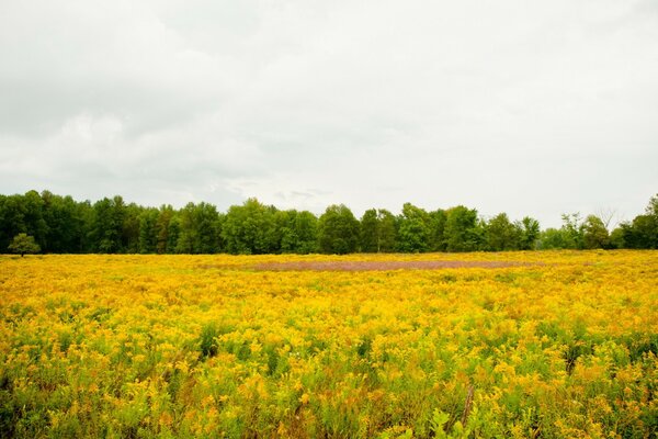 Beautiful landscape of nature, meadows and forests