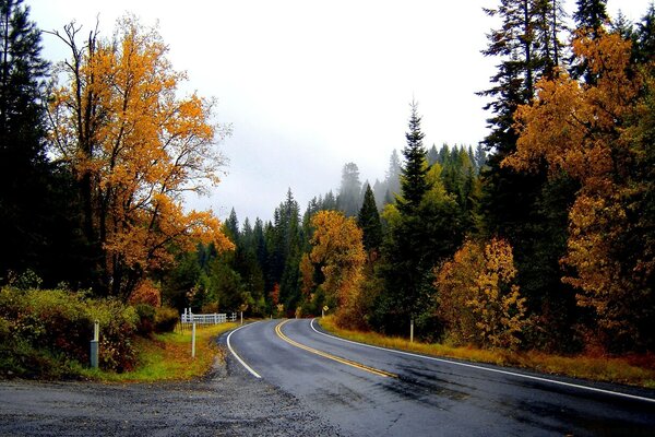 Wet road through the autumn forest