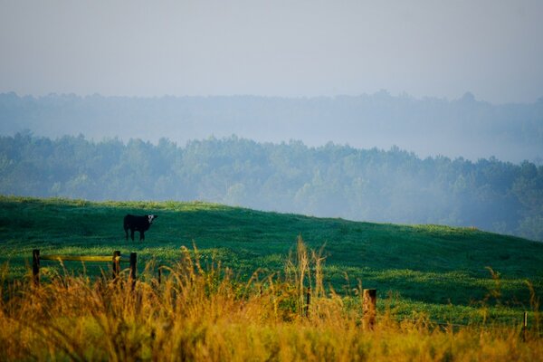 A cow is grazing in a green meadow