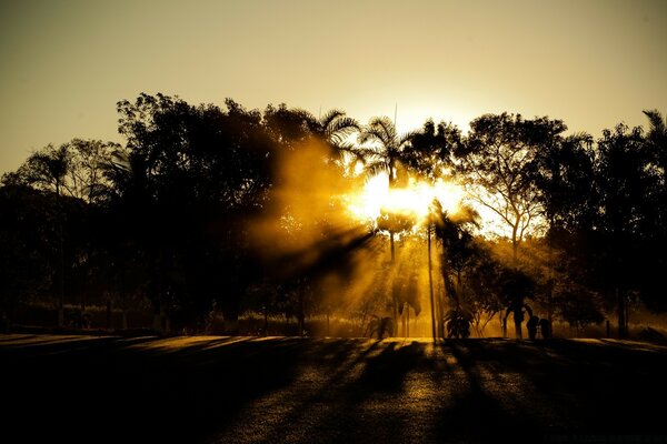 Sonnenuntergang und Baum Silhouetten