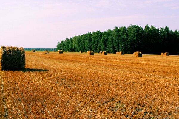 Campo de trigo após a colheita rural