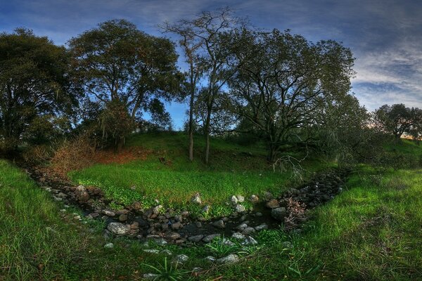 Lush landscapes of trees and grass!