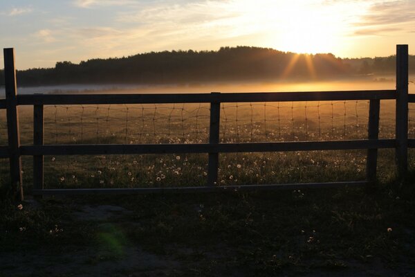 Dawn and order at the water and fence