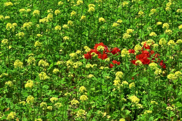 Ein roter Busch auf einem grünen Feld