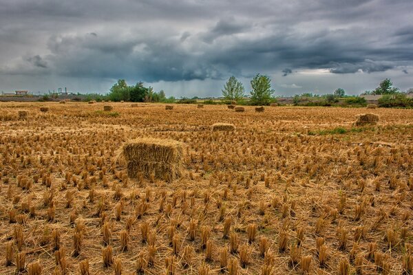 Snobs in a harvested wheat field