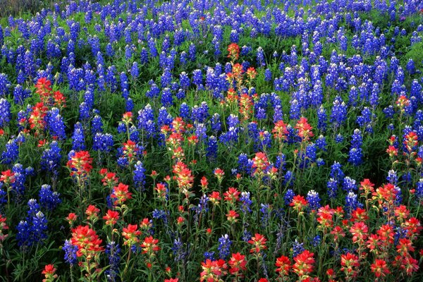 Paysage avec un champ de fleurs