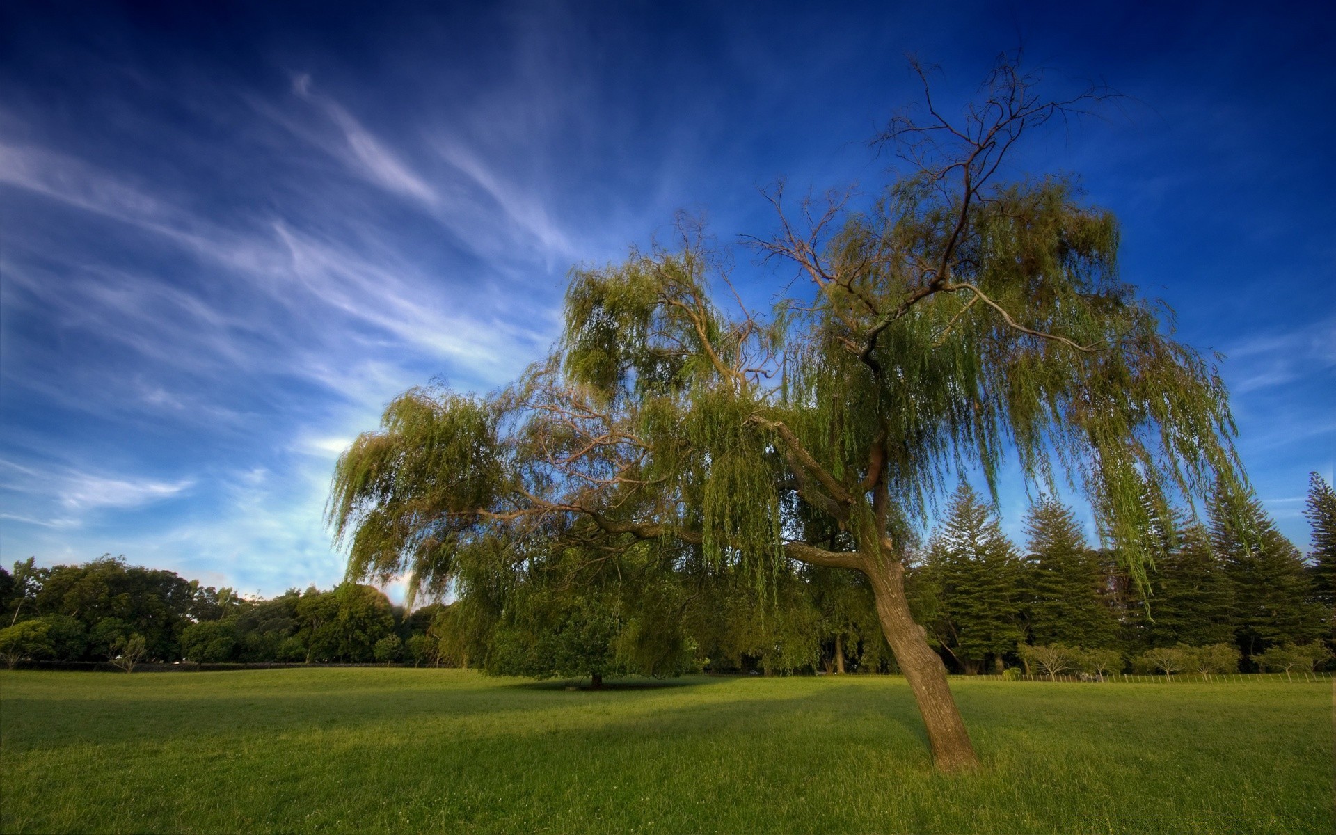 landscapes tree grass landscape nature outdoors sky dawn daylight fair weather evening sun sunset light