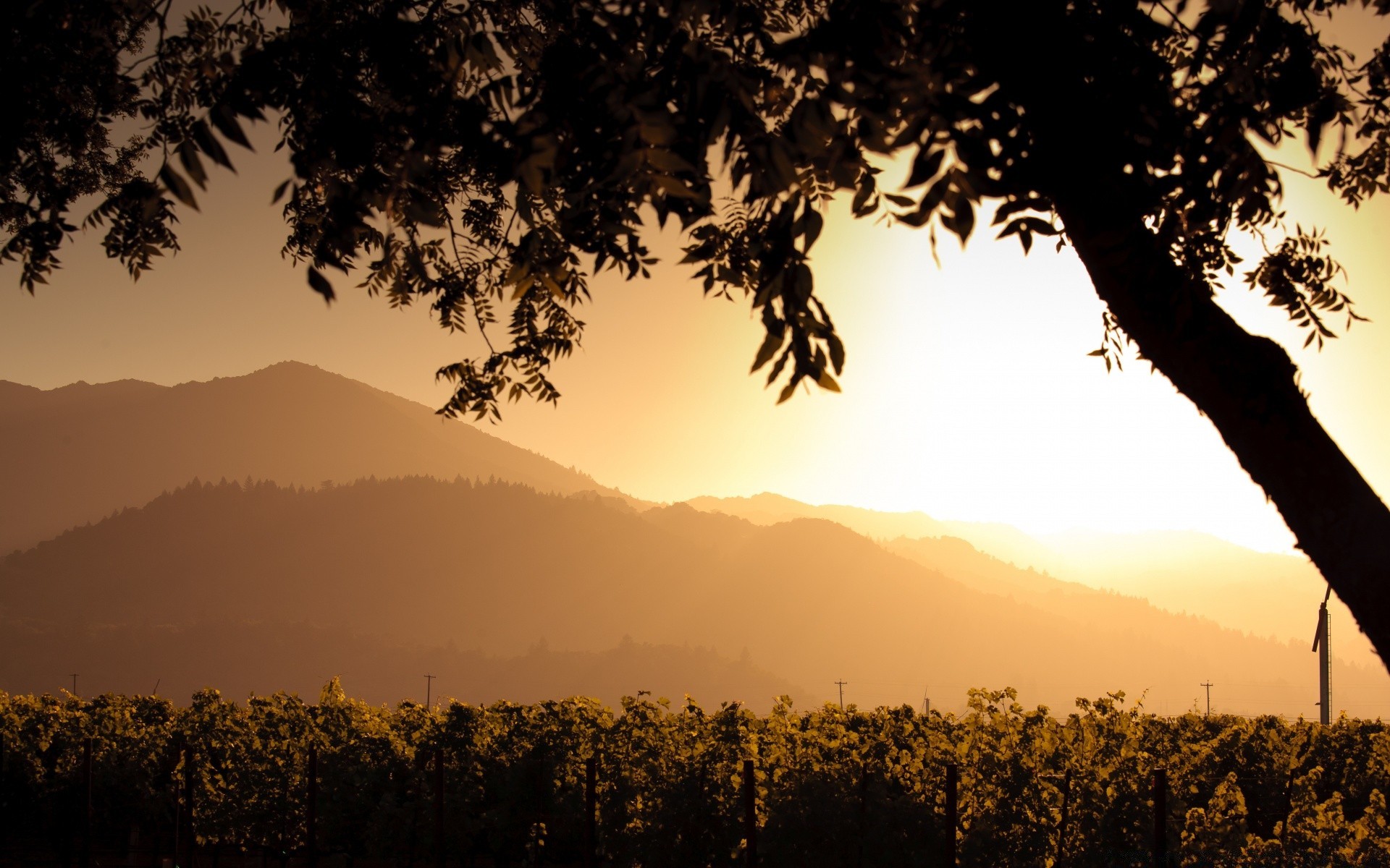 paesaggio illuminato tramonto alba albero silhouette sera paesaggio nebbia all aperto crepuscolo montagna nebbia cielo natura sole luce viaggi legno