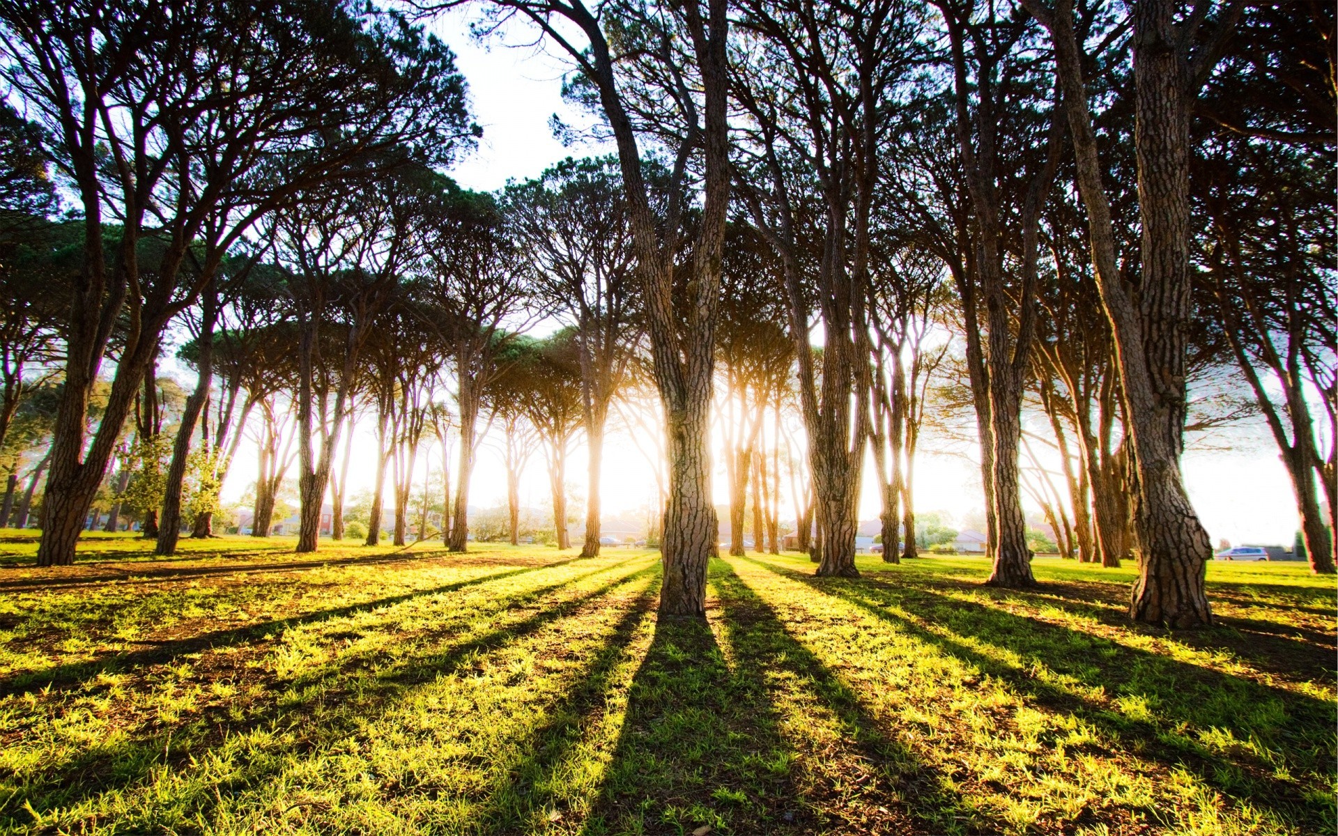 paisagens árvore paisagem natureza madeira parque grama folha ao ar livre guia rural campo cênica amanhecer bom tempo flora temporada sol país