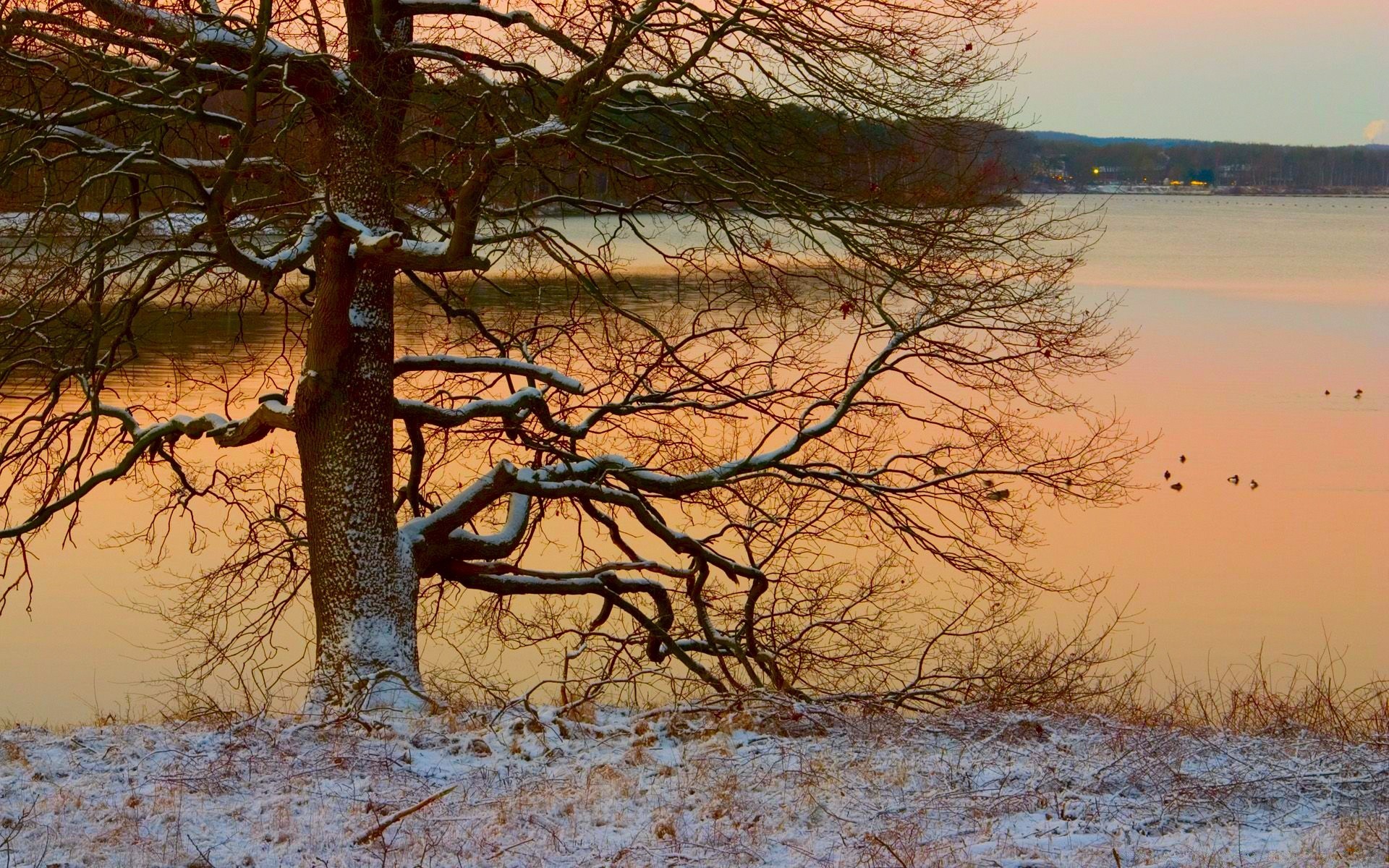 paesaggio albero paesaggio natura alba inverno autunno all aperto tramonto acqua cielo legno ramo stagione sera tempo bel tempo sole ambiente scenico