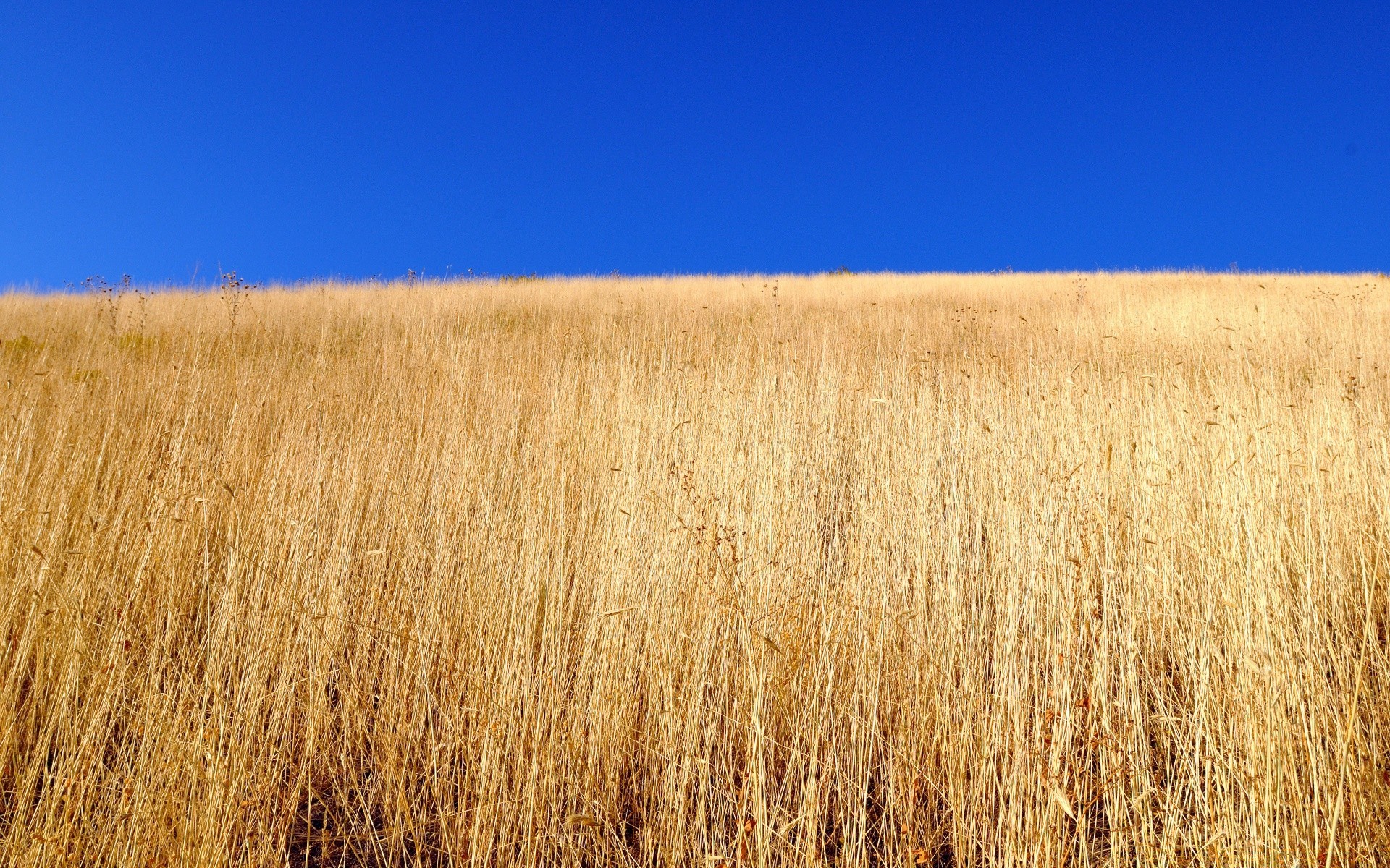 paesaggio paesaggio fiocchi oro campo grano natura cielo raccolto rurale fattoria pascolo agricoltura paese all aperto desktop ambiente pascolo fieno erba