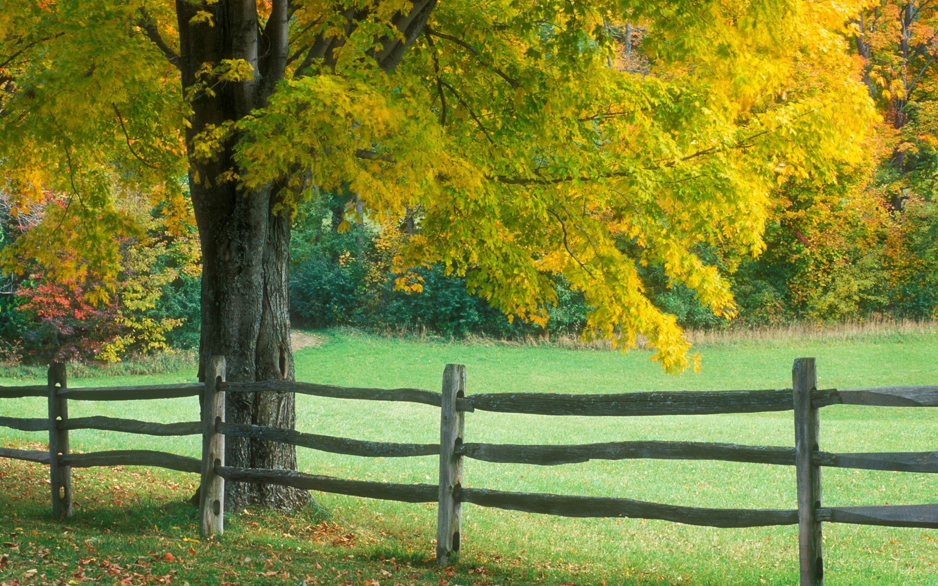 landschaft herbst blatt baum natur landschaft holz saison zaun des ländlichen gras im freien park landschaft gutes wetter landschaftlich hell land szene sommer