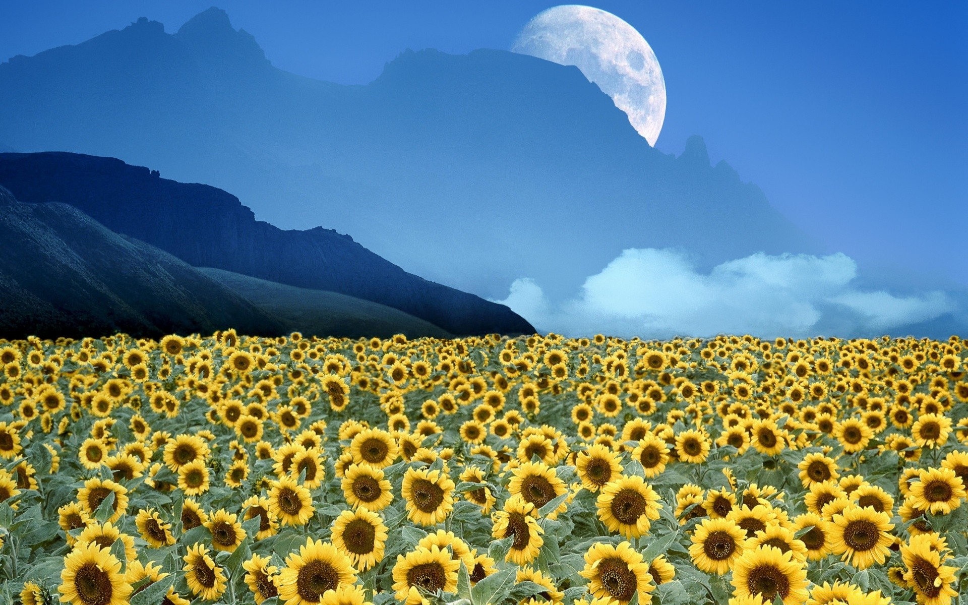 paisaje paisaje naturaleza cielo verano girasol soleado al aire libre campo buen tiempo rural flora espectáculo sol hermoso brillante