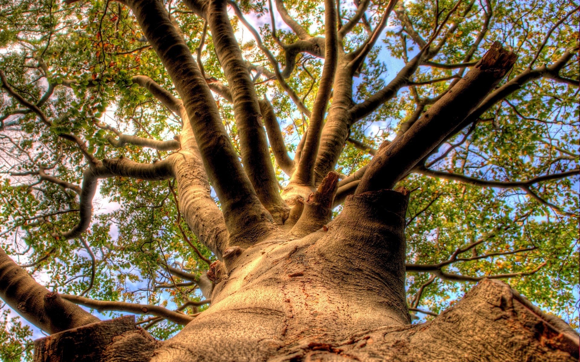 landscapes tree wood nature park leaf branch flora trunk outdoors environment landscape fair weather bark