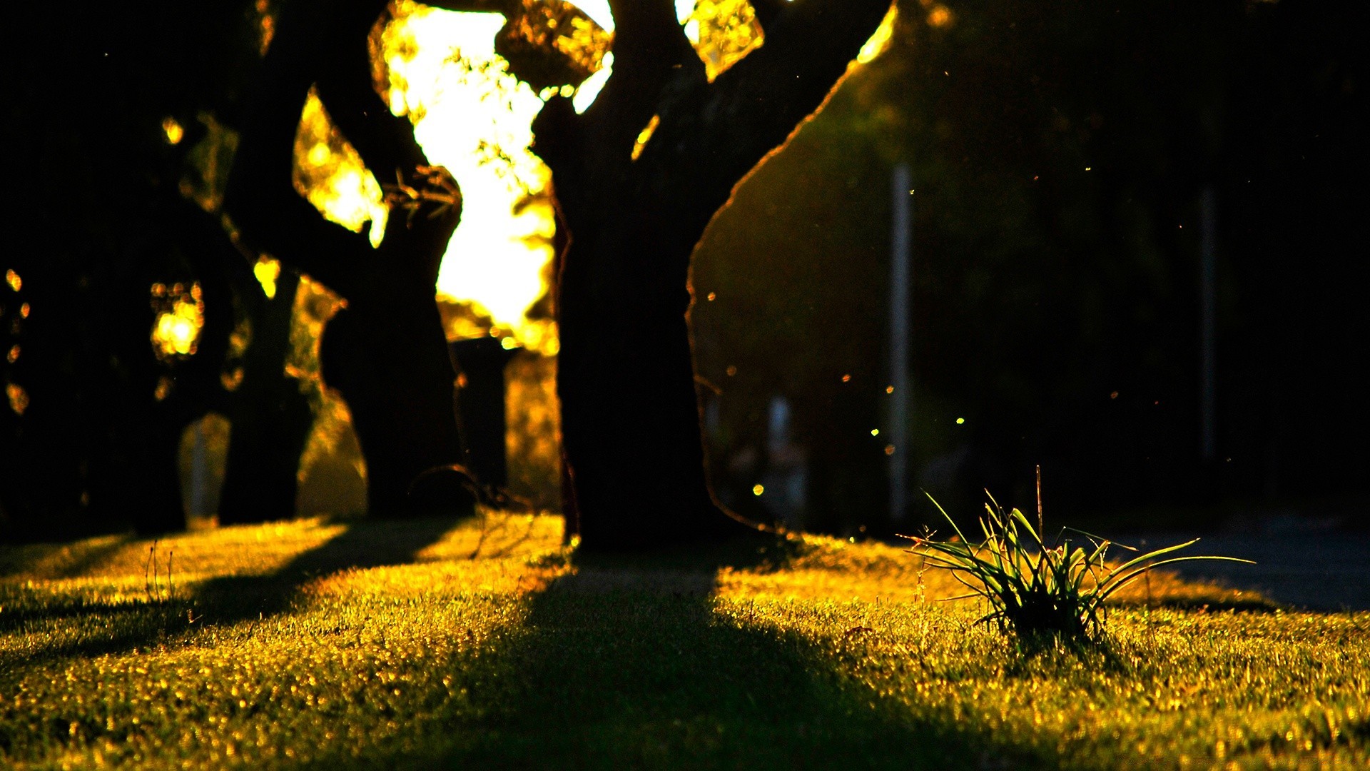 paisagens luz parque outono ouro paisagem cemitério árvore pôr do sol iluminado grama sol natureza ao ar livre flor sombra borrão noite amanhecer jardim