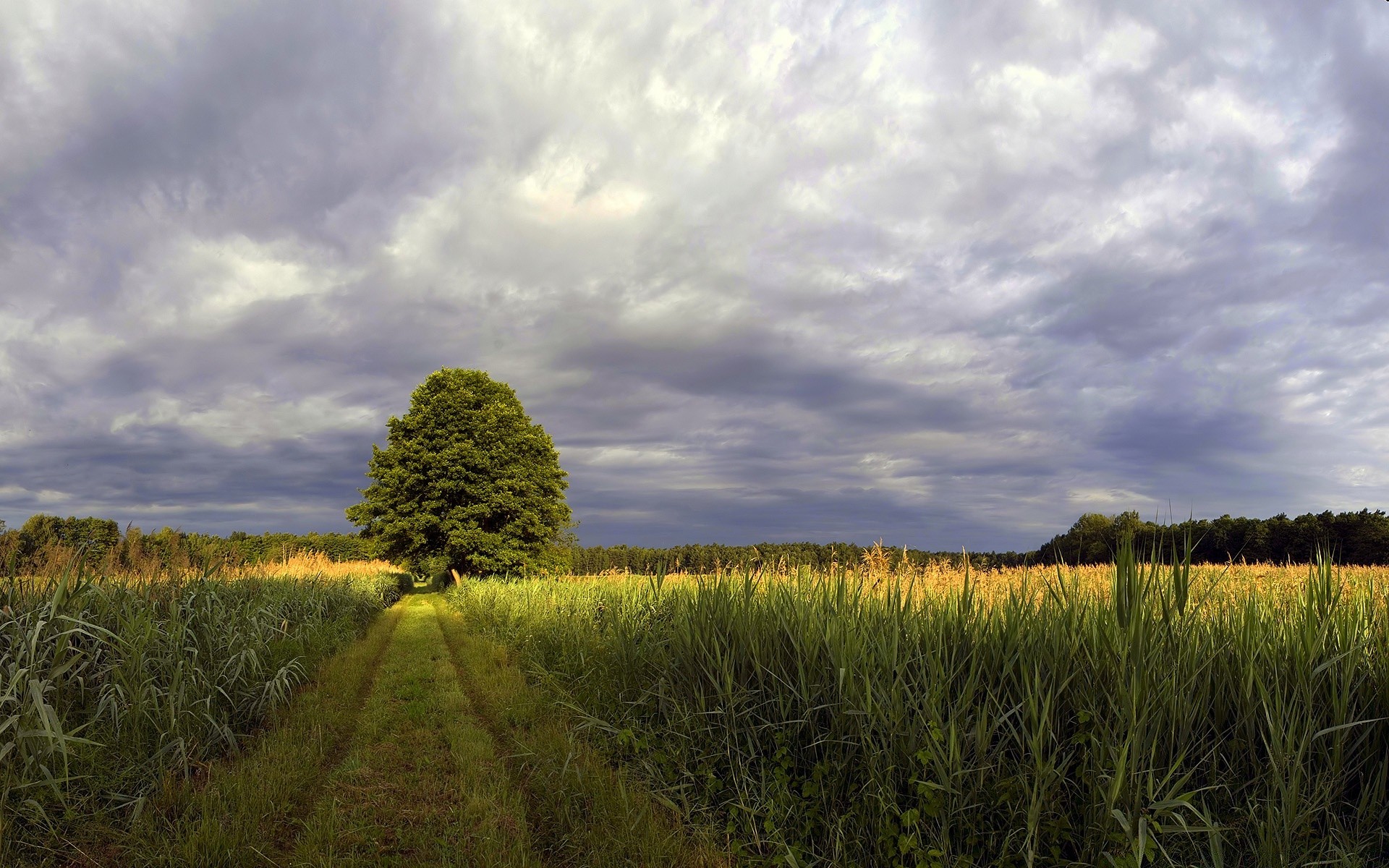 paysage paysage agriculture ciel campagne champ rural ferme terres cultivées nature céréales à l extérieur pâturage maïs récolte blé été herbe soleil nuage