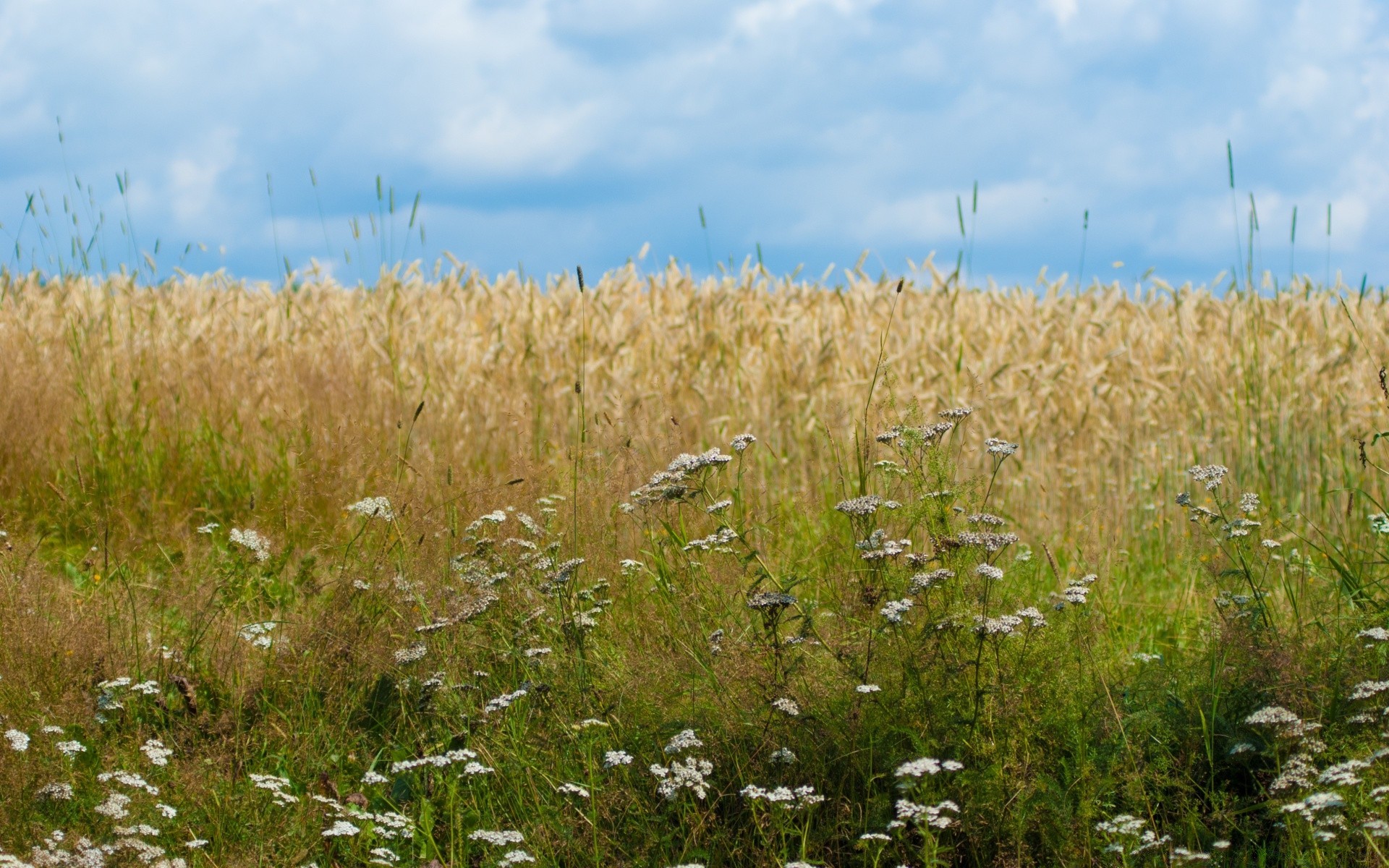 paisagens natureza verão rural ao ar livre grama céu flocos campo bom tempo crescimento sol paisagem pasto campo terras agrícolas brilhante selvagem agricultura trigo