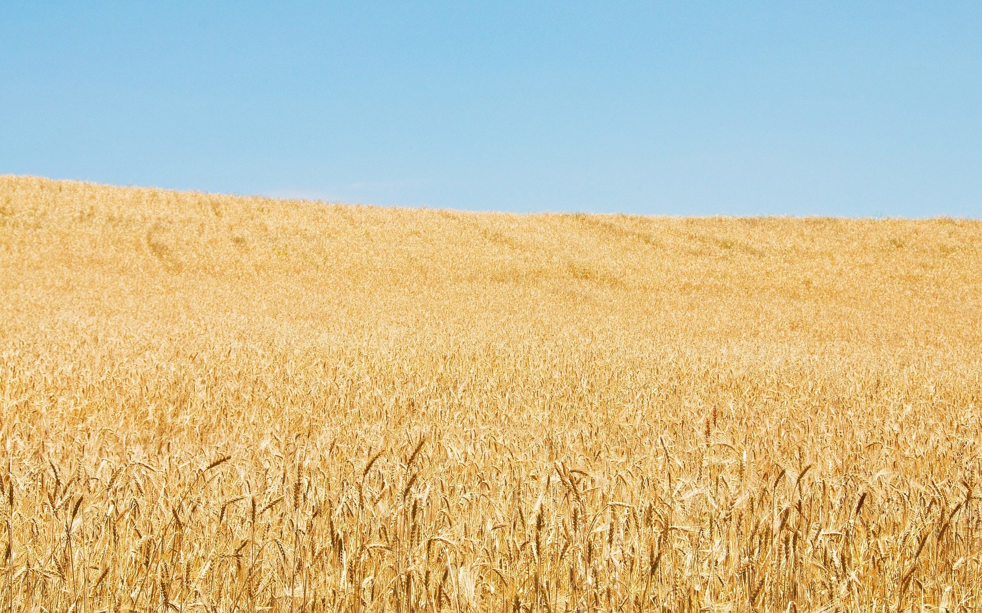 landscapes wheat cereal bread pasture rye straw crop corn rural agriculture barley field farm gold countryside farmland growth seed cropland