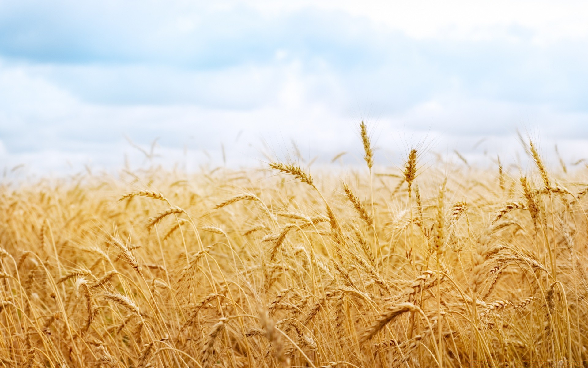 paisaje cereales trigo pan paja maíz rural pasto centeno cosecha oro cebada campo tierras de cultivo granja semilla campo agricultura crecimiento harina carne