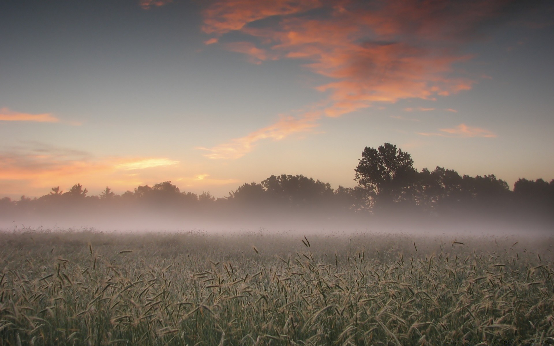 landscapes sunset landscape dawn sun field cropland sky wheat evening dusk corn nature cereal outdoors countryside summer fair weather farm rural