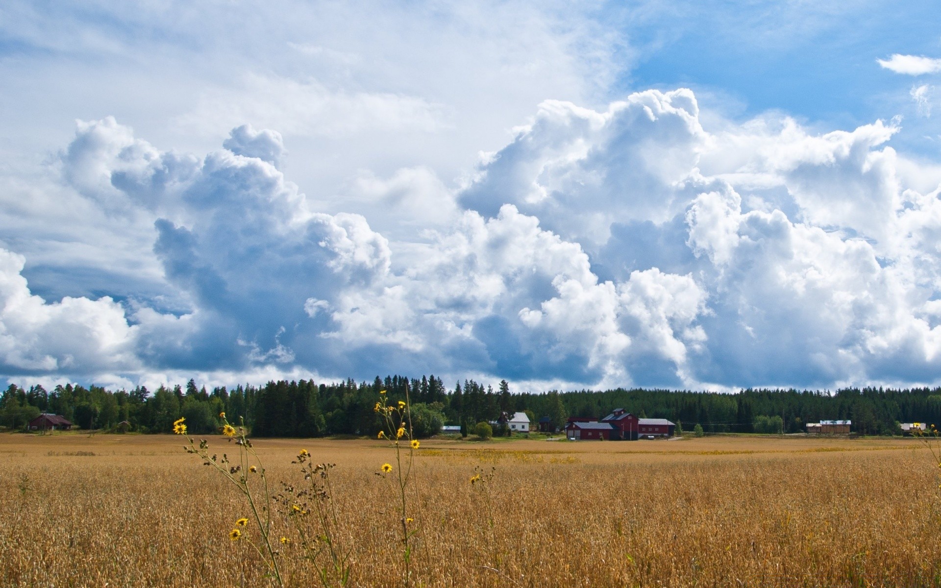 landschaft landschaft landwirtschaft himmel feld bauernhof natur weizen des ländlichen im freien weide sommer ernte landschaft baum bebautes land wolke tageslicht gras mais