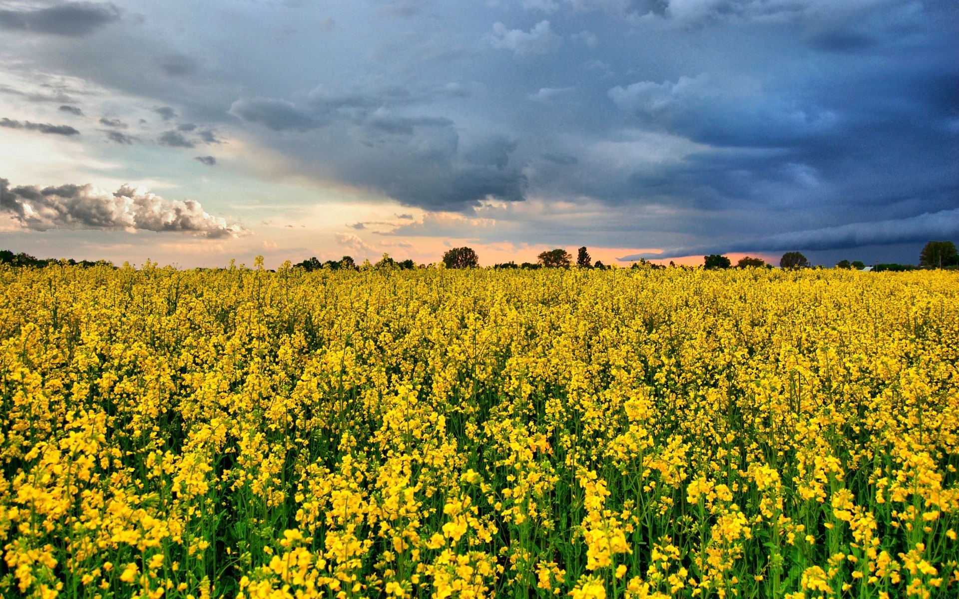 landscapes agriculture field rural landscape nature farm country countryside hayfield crop flora summer outdoors flower sky season environment soil bright