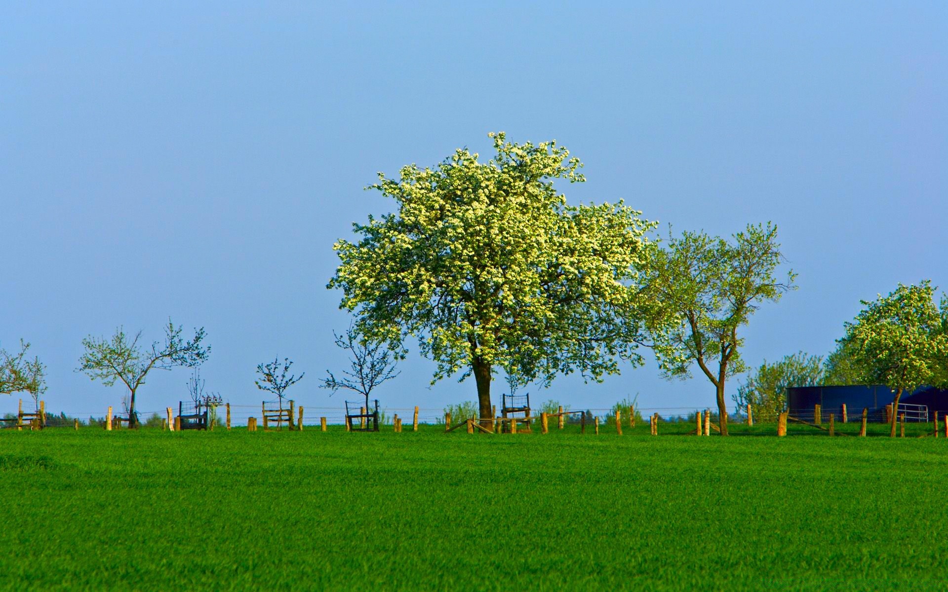 landscapes tree landscape grass nature rural countryside wood outdoors hayfield summer agriculture country field leaf sky