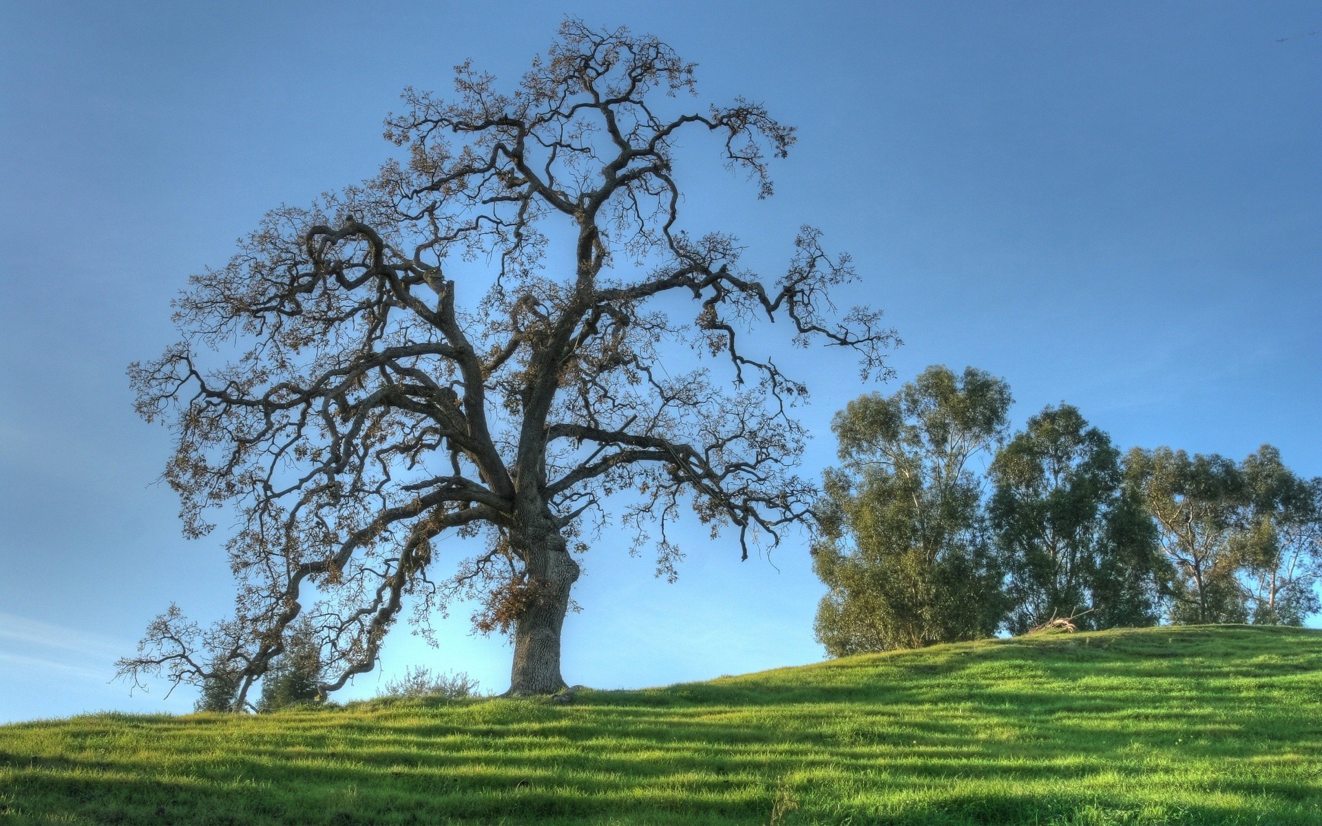 landschaft baum landschaft gras natur des ländlichen eiche heuhaufen landschaft im freien holz himmel medium feld landschaftlich flora idylle szene blatt eine