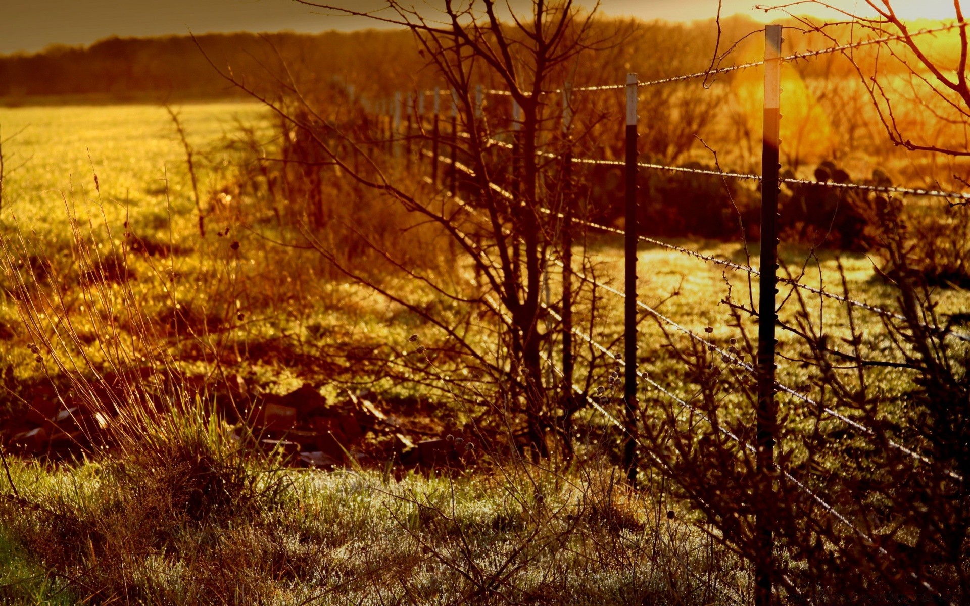 landscapes landscape dawn fall sunset nature tree wood outdoors fair weather evening sun gold sky light fog