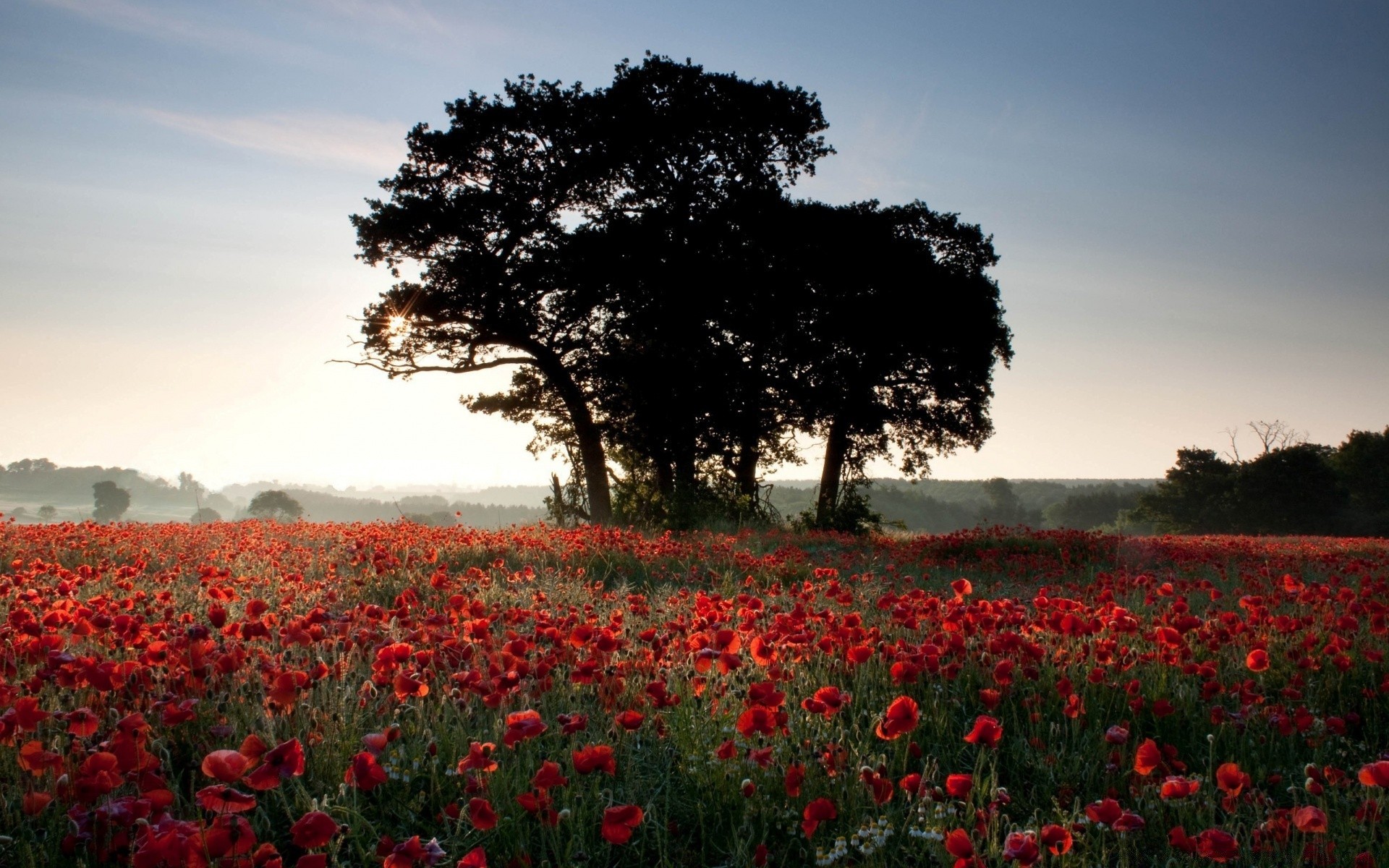 paisaje poppy flor paisaje campo heno al aire libre árbol tierras cultivadas parque flora tulipán