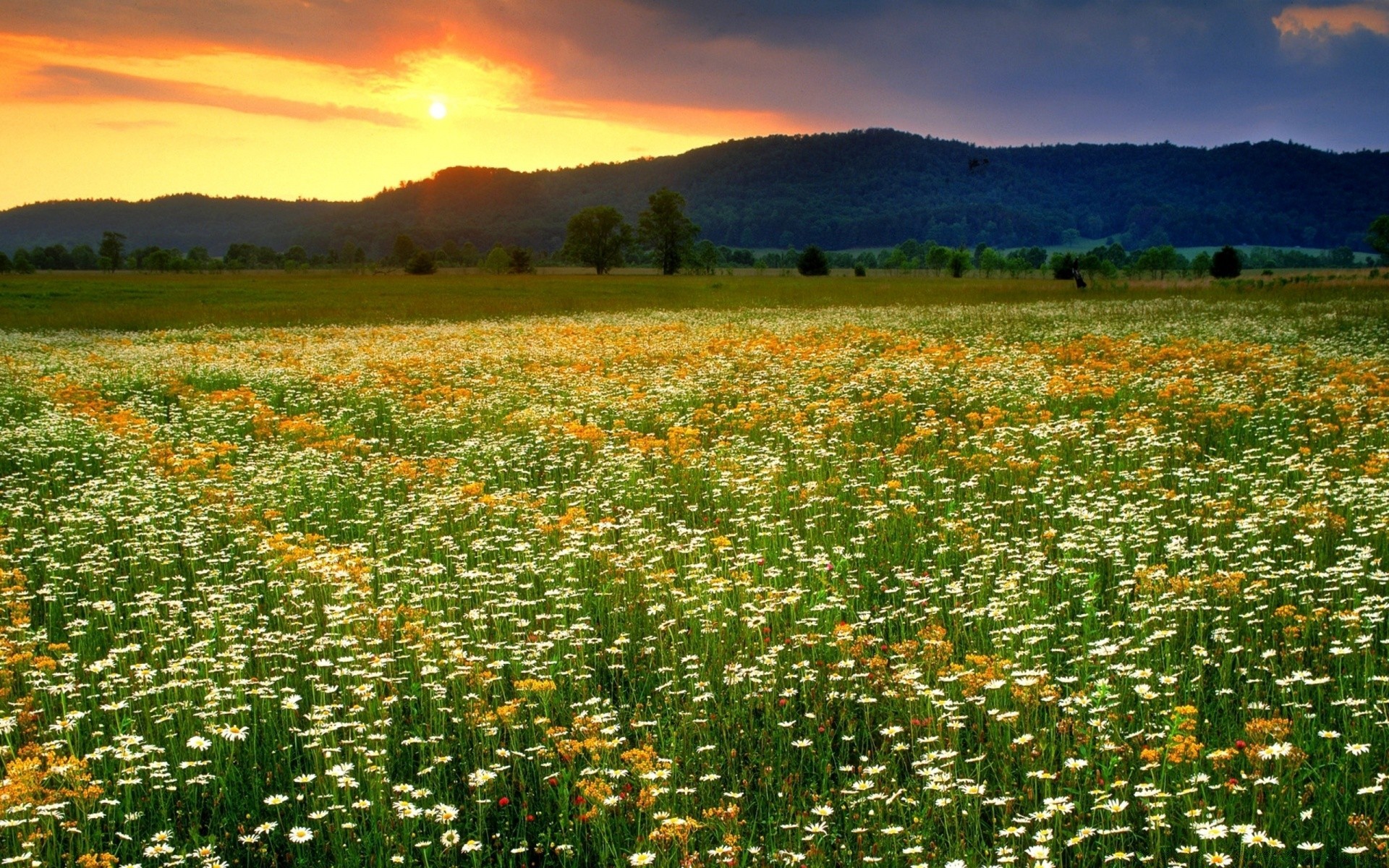 landscapes flower field hayfield nature landscape flora outdoors rural agriculture summer grass farm season poppy fair weather grassland sky sun idyllic