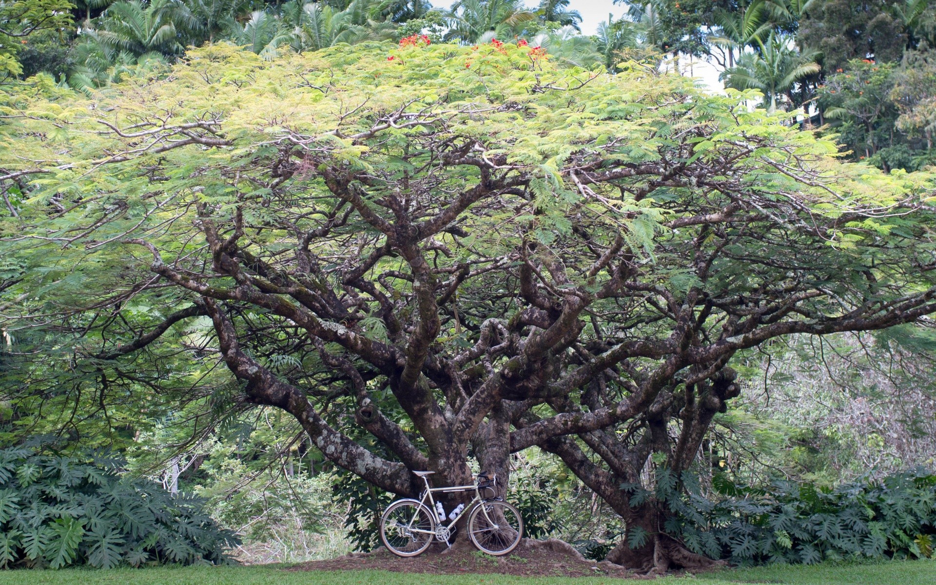 paisaje árbol naturaleza madera hoja paisaje flora parque rama medio ambiente temporada verano al aire libre hierba crecimiento escénico hermoso tronco espectáculo