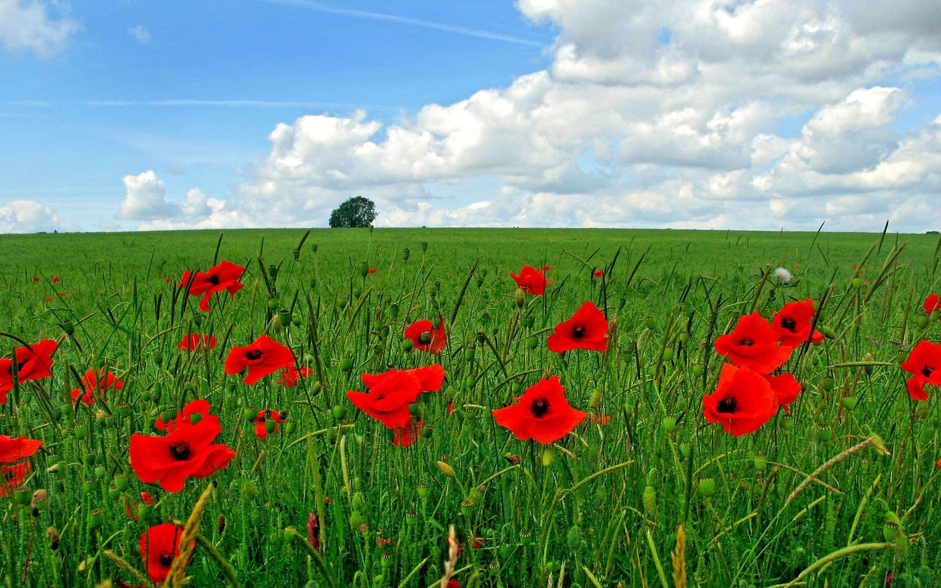 manzara poppy alan saman biçme makinesi çiçek çimen yaz doğa kırsal flora büyüme tarım açık havada kırsal sezon manzara çiftlik parlak renk çevre